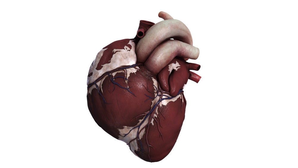 Three Dimensional View of Human Heart Fine Art Print