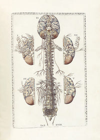 The Science of Human Anatomy Fine Art Print by Bartholomeo Eustachi
