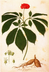 Botany Ginseng (Panax Quinquefolium) Colored Engraving Print by Granger Collection