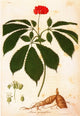 Botany Ginseng (Panax Quinquefolium) Colored Engraving Print by Granger Collection