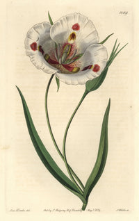 Butterfly Mariposa Lily Calochortus Venustus Fine Art Print by Mary Evans