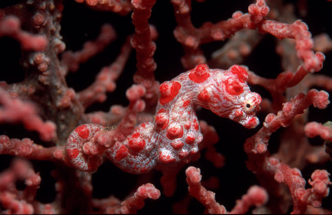 Pygmy Seahorse Fine Art Print by VWPics/Stocktrek Images