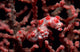 Pygmy Seahorse Fine Art Print by VWPics/Stocktrek Images