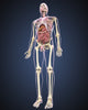 Full Length Male Human Body Anatomy Fine Art Print