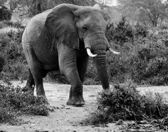 African Elephant Walking in a Forest Fine Art Print
