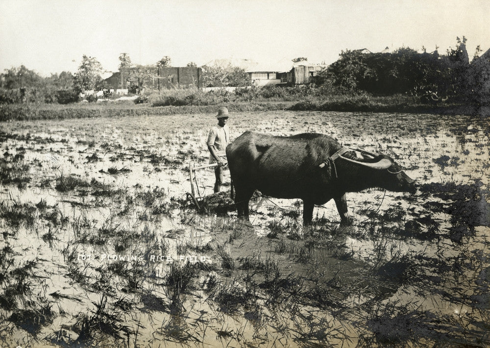 Farmer Ploughing Rice Fields in the Philippines - Vintage Photograph