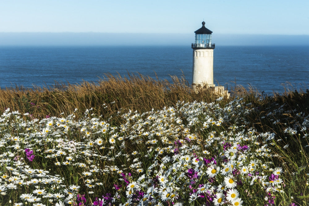 Flowers Bloom Near North Head Lighthouse Fine Art Print by Robert L. Potts
