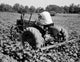 Rear View of Farmer in Cotton Field Fine Art Print - North Carolina, USA