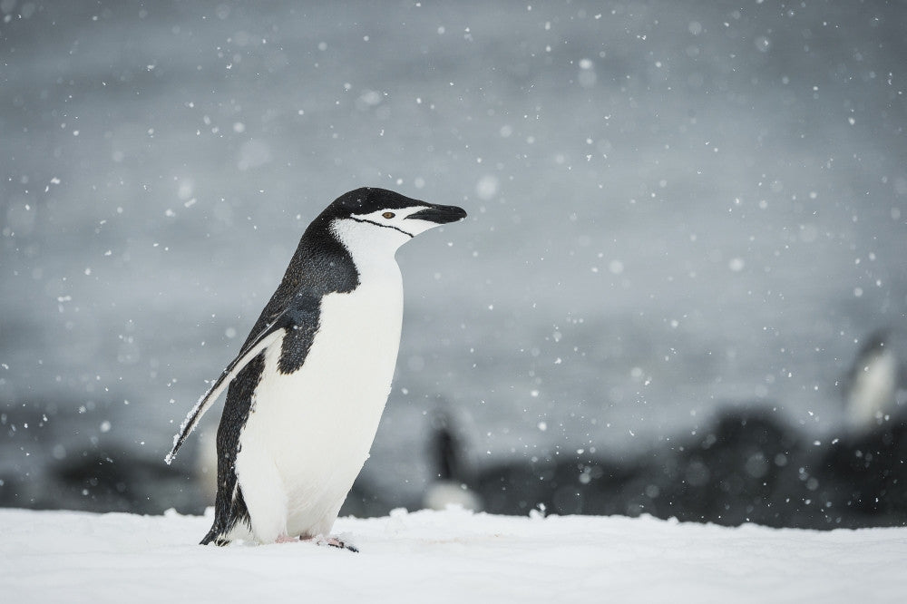 Chinstrap Penguin in Snowfall Fine Art Print by Deb Garside