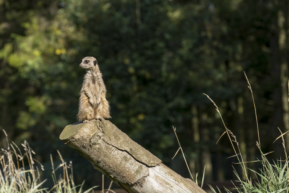 A Watchful Meerkat on a Log Fine Art Print by John Short
