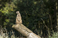 A Watchful Meerkat on a Log Fine Art Print by John Short