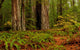 Giant Redwood Trees and Ferns Fine Art Print - Humboldt Redwoods State Park