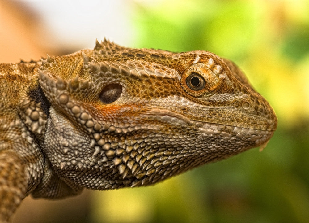 Portrait of a Bearded Dragon Fine Art Print - Available Sizes