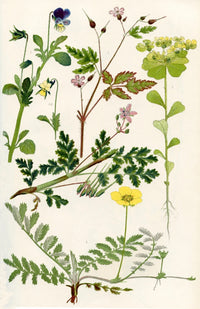 Wildflowers Fine Art Print by Hilary Jane Morgan | Posterazzi