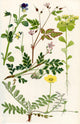 Wildflowers Fine Art Print by Hilary Jane Morgan | Posterazzi