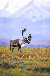 Caribou on Fall Tundra Fine Art Print by Tom Soucek | Design Pics