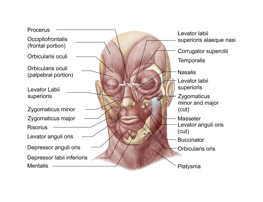 Facial Muscles of the Human Face Poster Print - Anatomical Art
