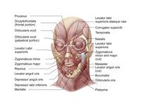 Facial Muscles of the Human Face Poster Print - Anatomical Art