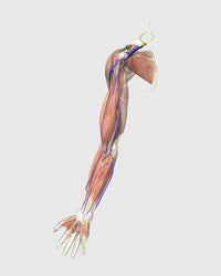Human Arm Muscles and Veins Medical Illustration Poster Print