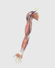Human Arm Muscles and Veins Medical Illustration Poster Print