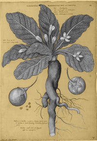 Mandrake Root Alchemy Plant Fine Art Print by Science Source