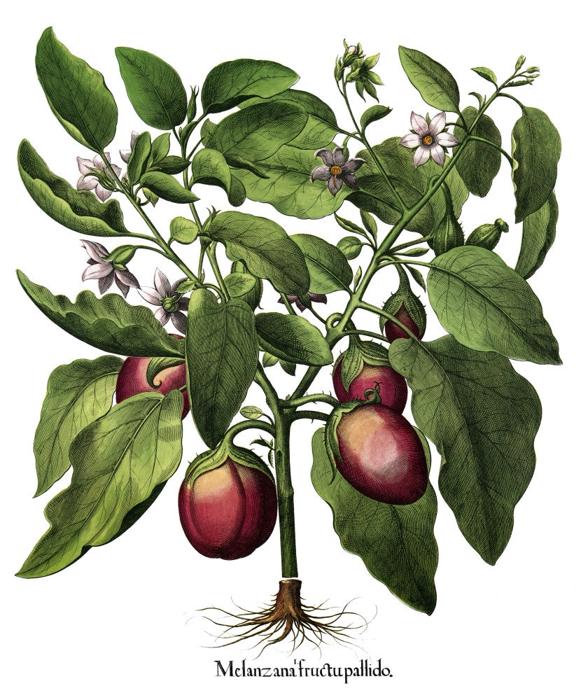 Hortus Eystettensis Fine Art Print - Botanicals by Basilius Besler