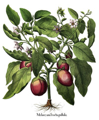 Hortus Eystettensis Fine Art Print - Botanicals by Basilius Besler