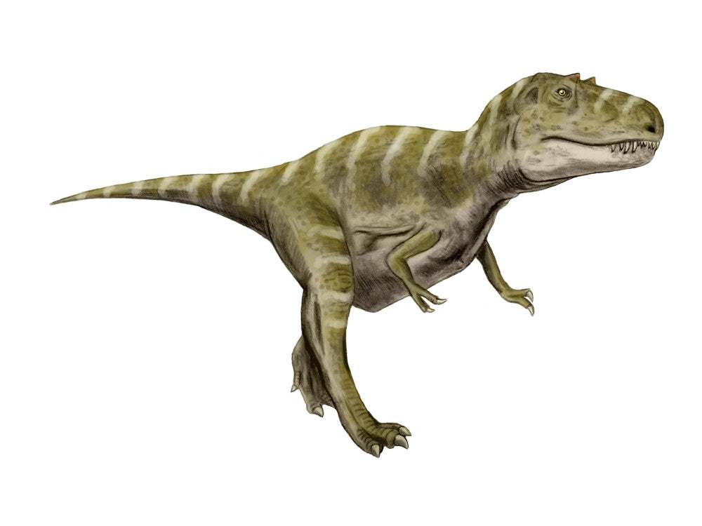 Gorgosaurus Dinosaur Fine Art Print - White Background