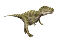 Gorgosaurus Dinosaur Fine Art Print - White Background