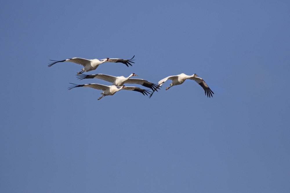 Whooping Cranes Flock Flying Fine Art Print by Larry Ditto