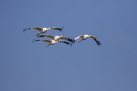 Whooping Cranes Flock Flying Fine Art Print by Larry Ditto