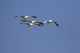 Whooping Cranes Flock Flying Fine Art Print by Larry Ditto