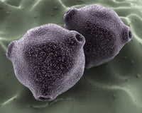 Microscopic View of Birch Tree Pollen Fine Art Print
