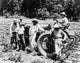 Cooperative Farmers Fine Art Print by Dorothea Lange - 1937