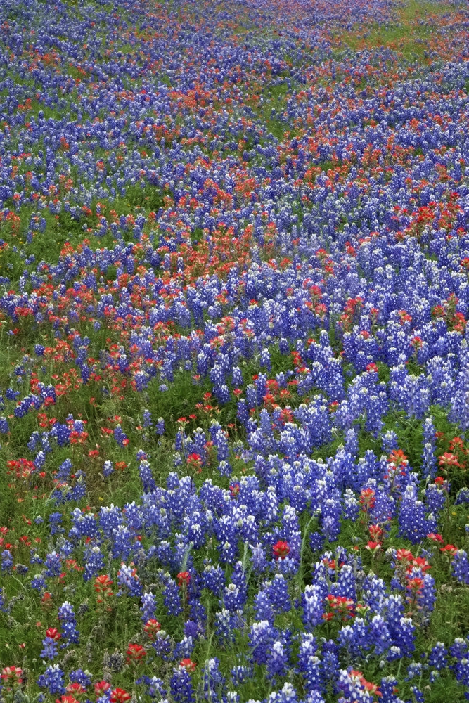Texas Hill Country Wildflowers Bluebonnets and Indian Paintbrush Fine Art Print by Gayle Harper