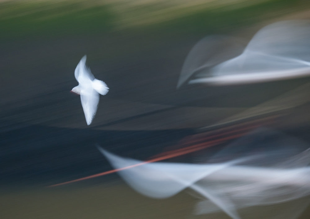 Seagulls in Flight Fine Art Print by Margaret Whittaker