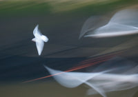 Seagulls in Flight Fine Art Print by Margaret Whittaker