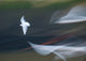 Seagulls in Flight Fine Art Print by Margaret Whittaker
