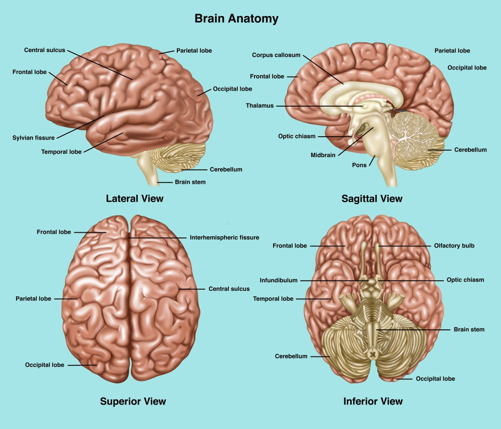 Brain Anatomy Illustration Fine Art Print by Gwen Shockey