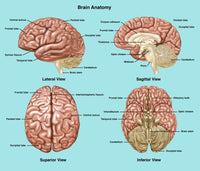 Brain Anatomy Illustration Fine Art Print by Gwen Shockey