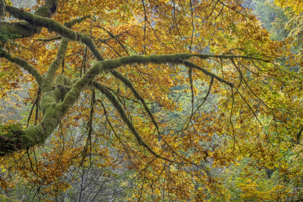 Bigleaf Maple Trees in Guillemot Cove Nature Preserve Art Print by Jaynes Gallery