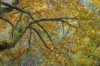 Bigleaf Maple Trees in Guillemot Cove Nature Preserve Art Print by Jaynes Gallery