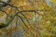 Bigleaf Maple Trees in Guillemot Cove Nature Preserve Art Print by Jaynes Gallery