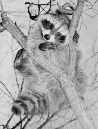 Raccoon in Tree Fine Art Print - Multiple Sizes Available