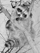 Raccoon in Tree Fine Art Print - Multiple Sizes Available