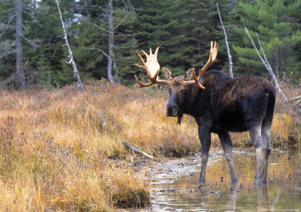 Bull Moose in Stream Fine Art Print - Available in Multiple Sizes