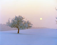 Foggy Winter Scene with Tree and Moon Photo Print by Panoramic Images