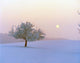 Foggy Winter Scene with Tree and Moon Photo Print by Panoramic Images