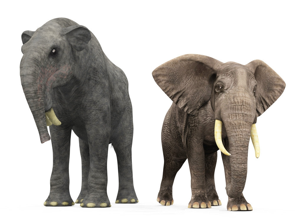 Deinotherium vs African Elephant Fine Art Print