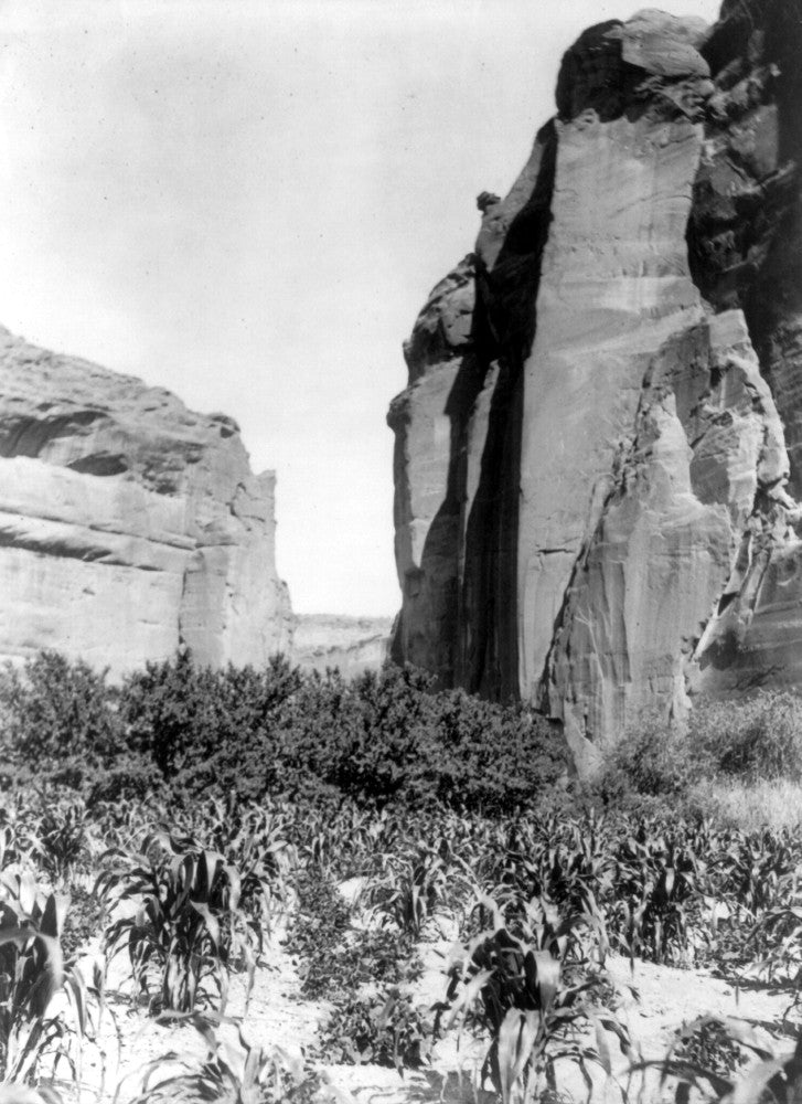 Navajo Farm 1906 Fine Art Print by Edward S. Curtis